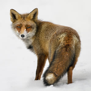 Fox Snaring